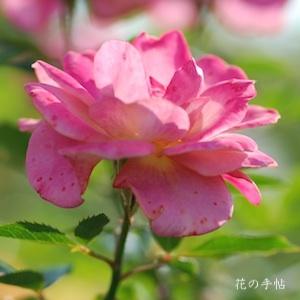 バラ　カレイドスコープ（Kaleidoscope）｜花の手帖のバラ図鑑