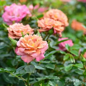 バラ　カレイドスコープ（Kaleidoscope）｜花の手帖のバラ図鑑