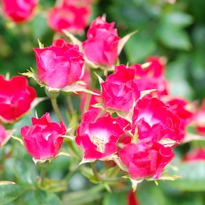 バラ　カマクラコマチ（かまくら小町）｜花の手帖のバラ図鑑