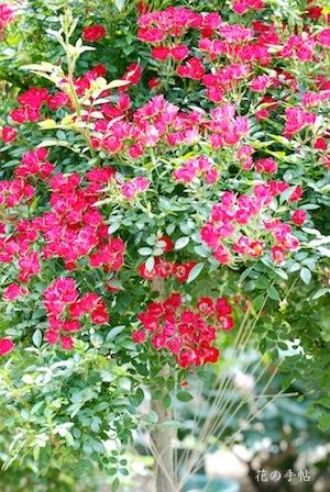 バラ　カマクラコマチ（かまくら小町）｜花の手帖のバラ図鑑