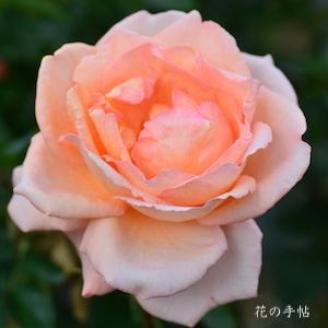 バラ　カノン（花音）｜花の手帖のバラ図鑑