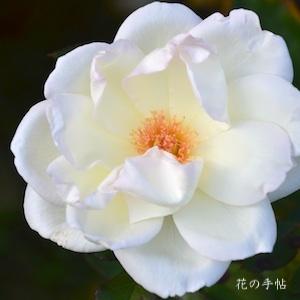 バラ　｜花の手帖のバラ図鑑