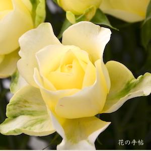 バラ　カンシャトユメ（感謝と夢）｜花の手帖のバラ図鑑