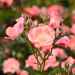 バラ　カレン（かれん）｜花の手帖のバラ図鑑