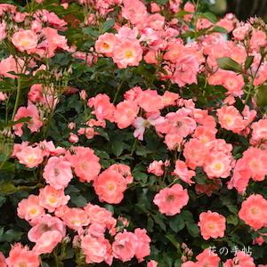 バラ　カレン（かれん）｜花の手帖のバラ図鑑