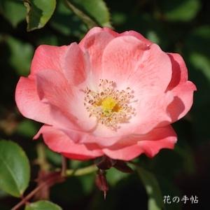 バラ　カレン（かれん）｜花の手帖のバラ図鑑