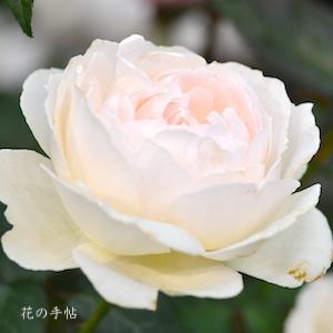 バラ　カショウ（華宵）｜花の手帖のバラ図鑑