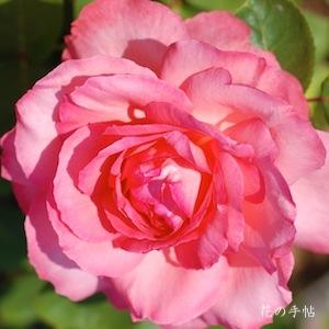 バラ　カスミ（香澄）｜花の手帖のバラ図鑑