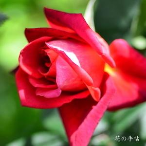 バラ　キブネ｜花の手帖のバラ図鑑