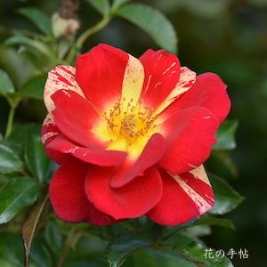 バラ　キラリ（Kirari）｜花の手帖のバラ図鑑