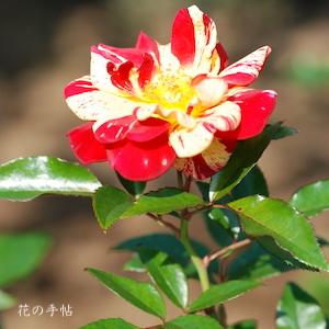 バラ　キラリ（Kirari）｜花の手帖のバラ図鑑