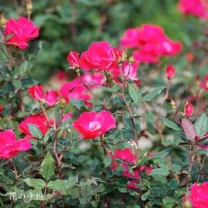 バラ　ノックアウト（Knock Out）｜花の手帖のバラ図鑑