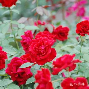 バラ　コモドーレ｜花の手帖のバラ図鑑