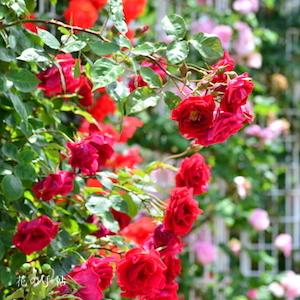 バラ　コモドーレ｜花の手帖のバラ図鑑