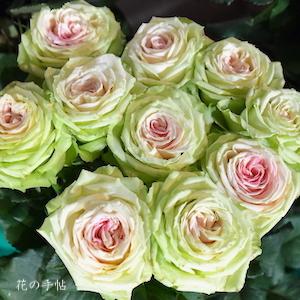 バラ　キョーミ｜花の手帖のバラ図鑑