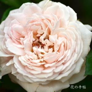バラ　キョウカ（鏡花）｜花の手帖のバラ図鑑