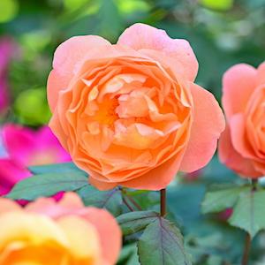 バラ　レディ エマ ハミルトン（Lady Emma Hamilton）｜花の手帖のバラ図鑑