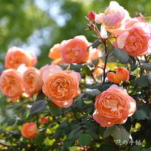 バラ　レディ エマ ハミルトン（Lady Emma Hamilton）｜花の手帖のバラ図鑑