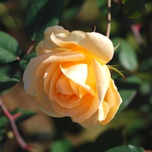 バラ　レディ ヒリンドン（Lady Hillingdon）｜花の手帖のバラ図鑑