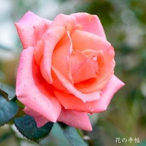 バラ　レディ メイアン（Lady Mailland）｜花の手帖のバラ図鑑