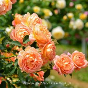 バラ　レディー オブ シャーロット（Lady of Shalott ）｜花の手帖のバラ図鑑