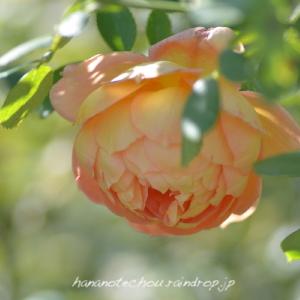 バラ　レディー オブ シャーロット（Lady of Shalott ）｜花の手帖のバラ図鑑