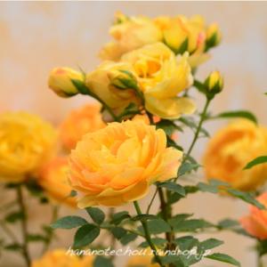 バラ　レディー オブ シャーロット（Lady of Shalott ）｜花の手帖のバラ図鑑