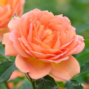 バラ　レディー オブ シャーロット（Lady of Shalott ）｜花の手帖のバラ図鑑