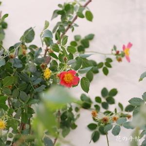 バラ　レディ ペンザンス（Lady Penzance）｜花の手帖のバラ図鑑