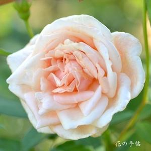 バラ　レディ ロバーツ｜花の手帖のバラ図鑑