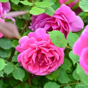 バラ　ラフランス'89（La France '89）｜花の手帖のバラ図鑑