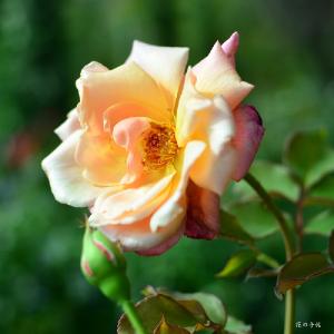 バラ　ラホイユ（La Jolla）｜花の手帖のバラ図鑑