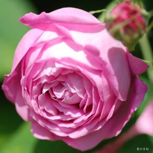 バラ　ラ ノブレス（La Noblesse）｜花の手帖のバラ図鑑