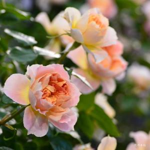 バラ　ランタンシトロイユ（Lanterne Citrouille）｜花の手帖のバラ図鑑