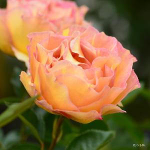 バラ　ラパリジェンヌ（La Parisienne）｜花の手帖のバラ図鑑