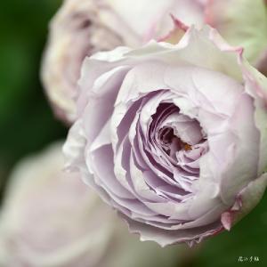 バラ　ラピスラズリ（Lapis Lazuli）｜花の手帖のバラ図鑑