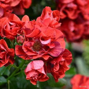 バラ　ラレーヌドラニュイ（La Reine de la Nuit）｜花の手帖のバラ図鑑