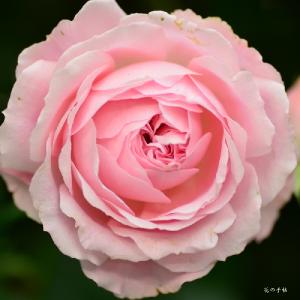 バラ　ラリッサバルコニア（Larissa Balconia）｜花の手帖のバラ図鑑