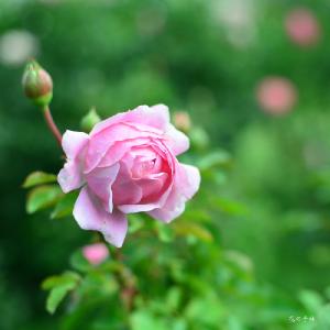 バラ　ラリッサバルコニア（Larissa Balconia）｜花の手帖のバラ図鑑