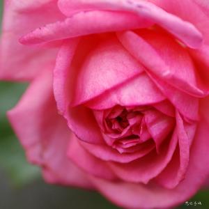 バラ　ラ ローズ ドゥ モリナール（La Rose de Molinard）｜花の手帖のバラ図鑑