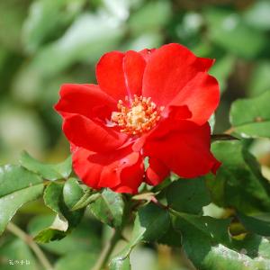 バラ　ラ セヴィリアーナ（La Sevillana）｜花の手帖のバラ図鑑