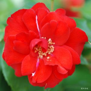 バラ　つる ラセヴィリアーナ（La Sevillana, Cl.）｜花の手帖のバラ図鑑