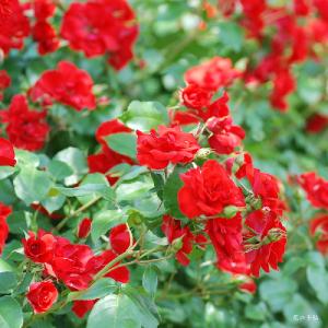 バラ　つる ラセヴィリアーナ（La Sevillana, Cl.）｜花の手帖のバラ図鑑