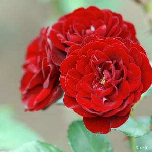 バラ　ラバグルート（Lavaglut）｜花の手帖のバラ図鑑