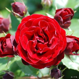 バラ　ラバグルート（Lavaglut）｜花の手帖のバラ図鑑