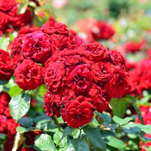 バラ　ラバグルート（Lavaglut）｜花の手帖のバラ図鑑