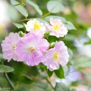 バラ　ラベンダーフレンドシップ（Lavender Friendship）｜花の手帖のバラ図鑑