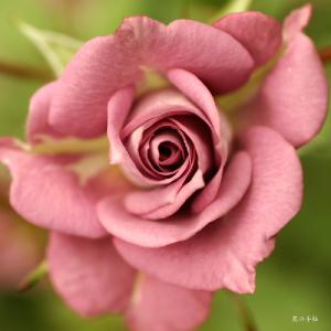 バラ　ラベンダー コルダーナ（Lavender Kordana）｜花の手帖のバラ図鑑