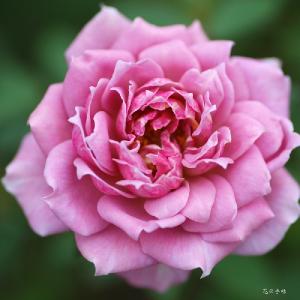 バラ　ラベンダー レース（Lavender Lace）｜花の手帖のバラ図鑑