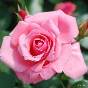 バラ　ラビーニア（Lawinia）｜花の手帖のバラ図鑑